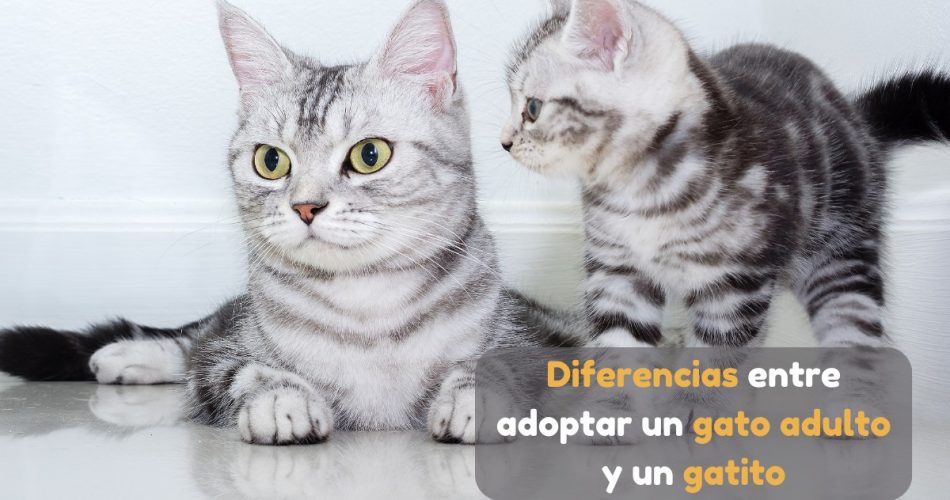 Diferencias entre adoptar un gato adulto y uno bebé