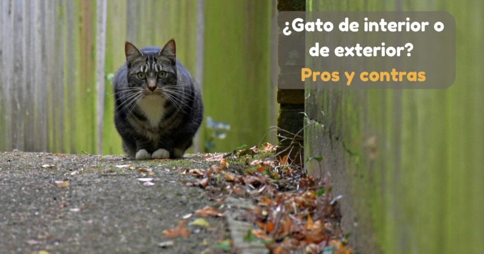 Diferencias entre gatos de interior y de exterior