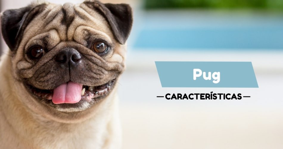 Caracteristicas de los perros pugs