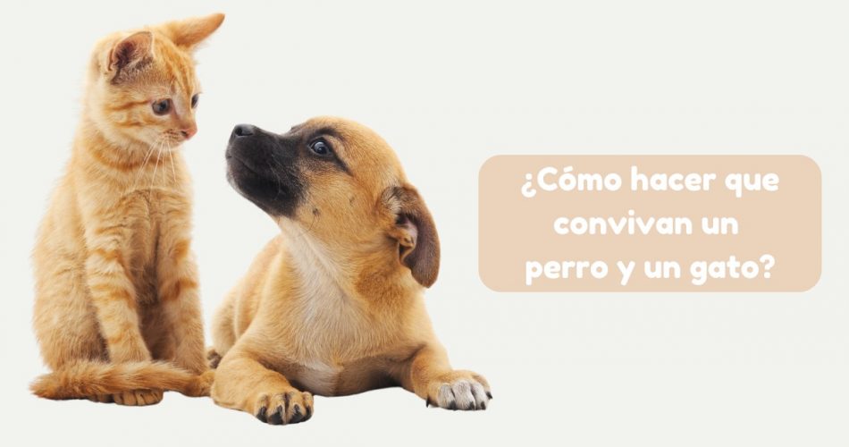 Cómo hacer que convivan un perro y un gato