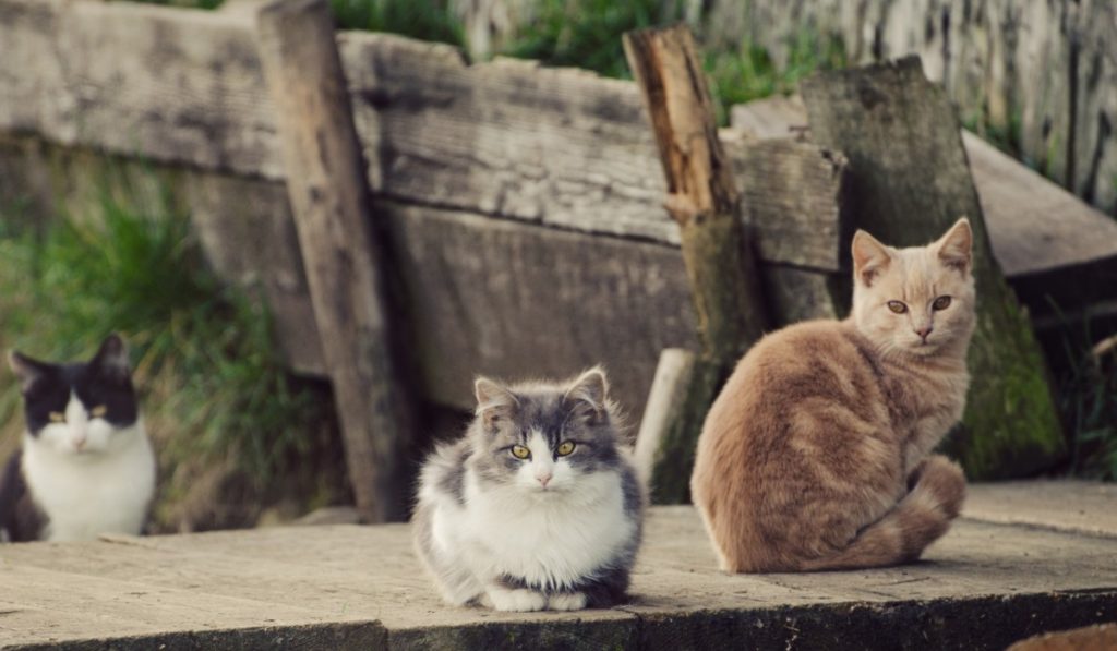 Pros y contras de gatos de exteriores