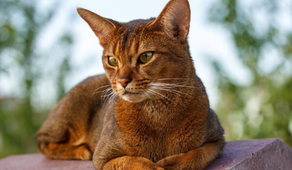 Raza de gato Abisinio