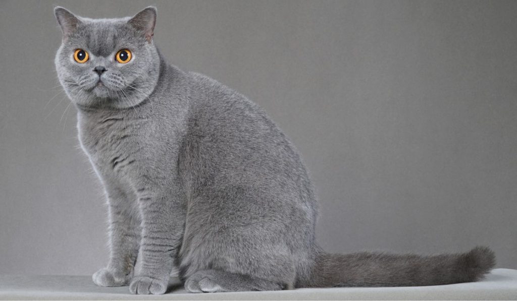 Raza de gato Británico de pelo corto