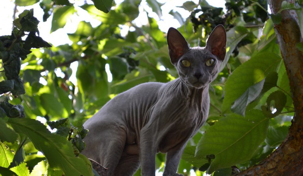 Raza de gato esfinge