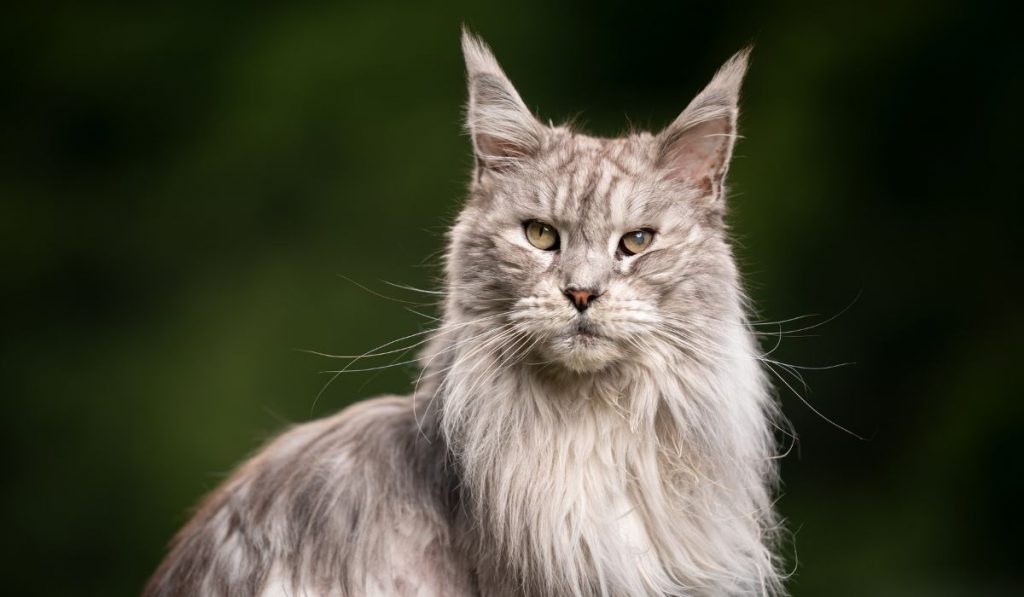 Raza de gato Maine Coon