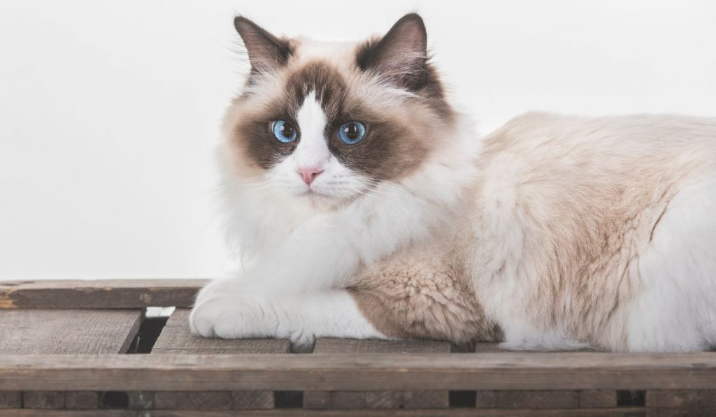 Raza de gato Ragdoll