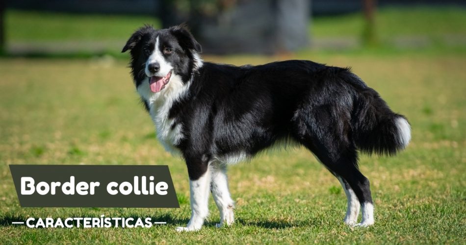 Border Collie: Lo que necesitas saber de esta raza