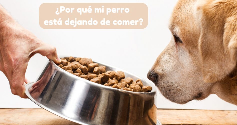 ¿Por qué mi perro está dejando de comer de repente?